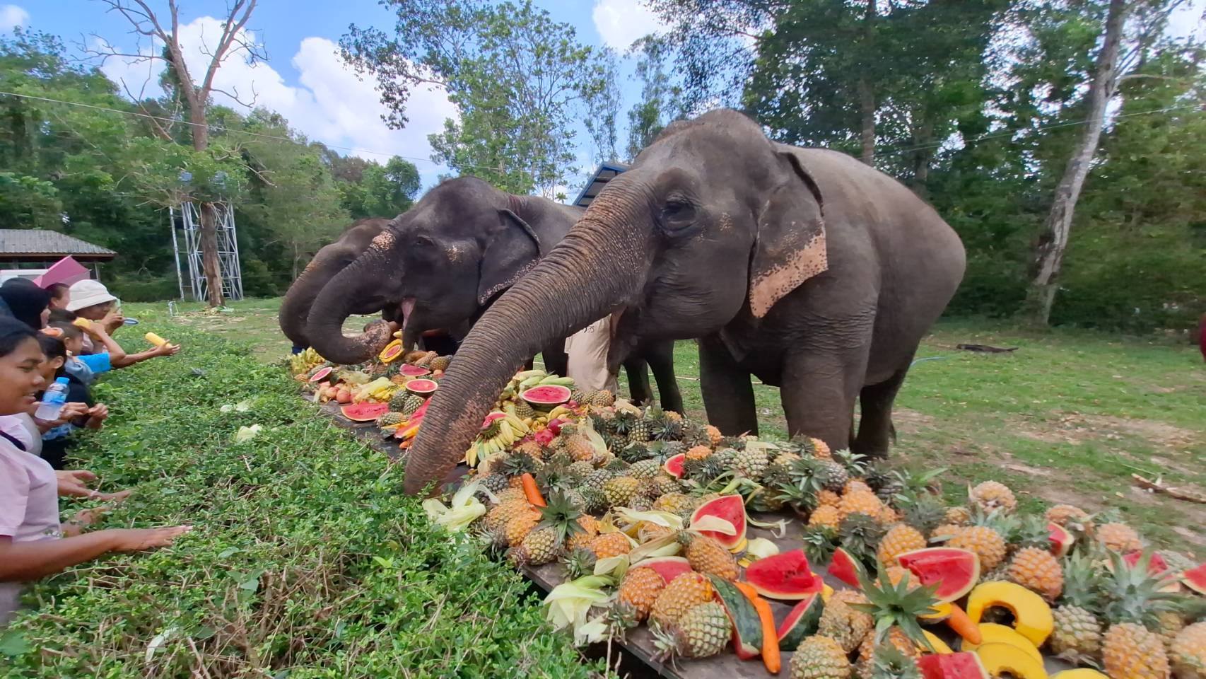 โรงพยาบาลช้างกระบี่ จัดงาน &ldquo;วันช้างไทย&rdquo; ประจำปี 2569 รณรงค์การอนุรักษ์ช้าง สัตว์ประจำชาติไทย